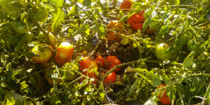 tomate1 tomate1