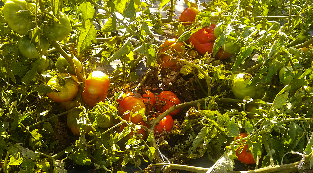 Experimento tomate