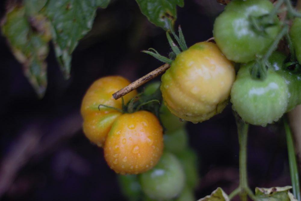 Tomates criollos biodinámicos