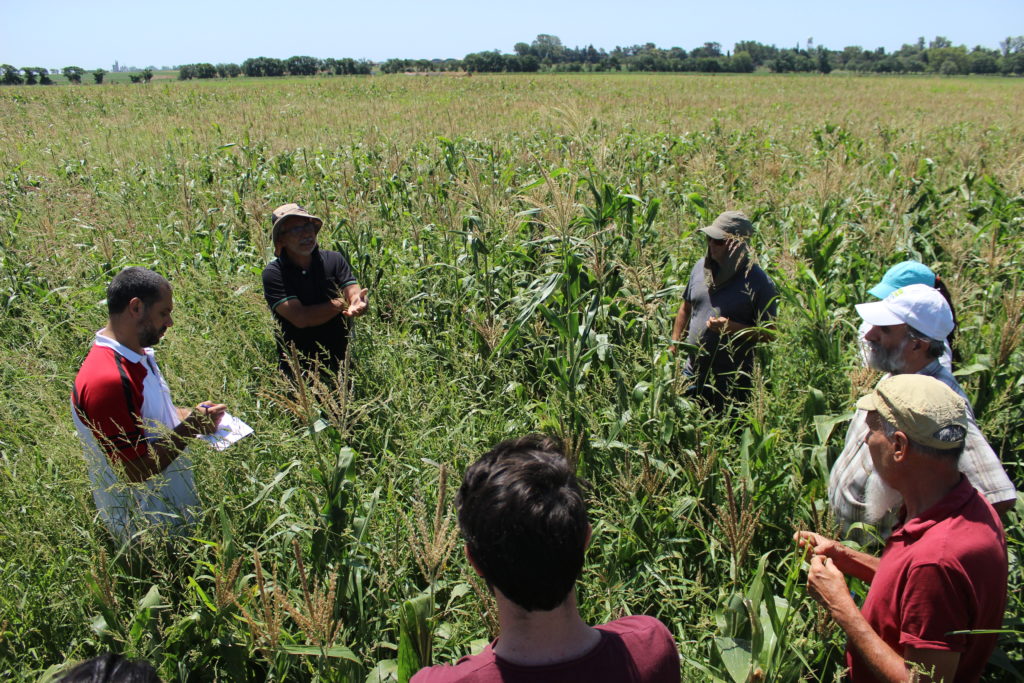 Collaborative breeding of maize: a workshop in Pergamino