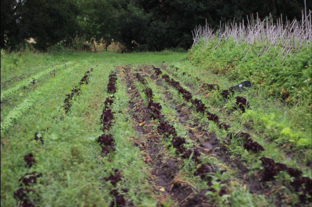 Bioleft vuelve a ganar apoyo de The Conservation, Food and Health Foundation