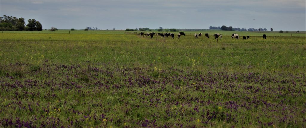 Workshop on participatory forage breeding