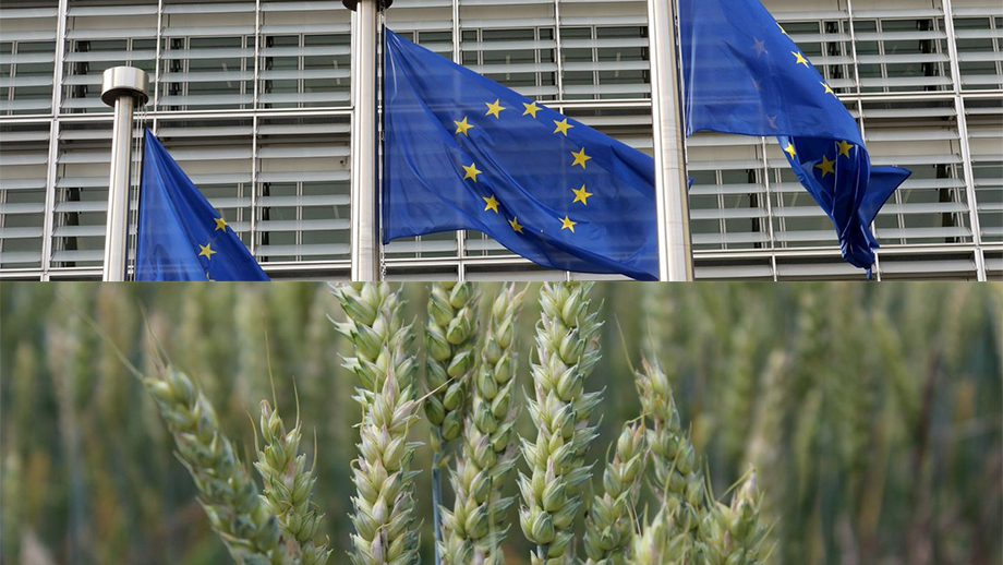 Nuevo documento sobre derecho a las semillas en Europa