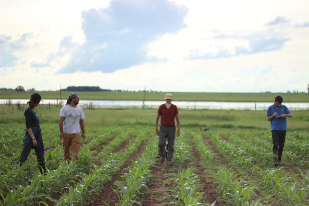 Evaluación participativa de materiales de maíz no OGM 2019-2020 para producciones orgánicas y agroecológicas