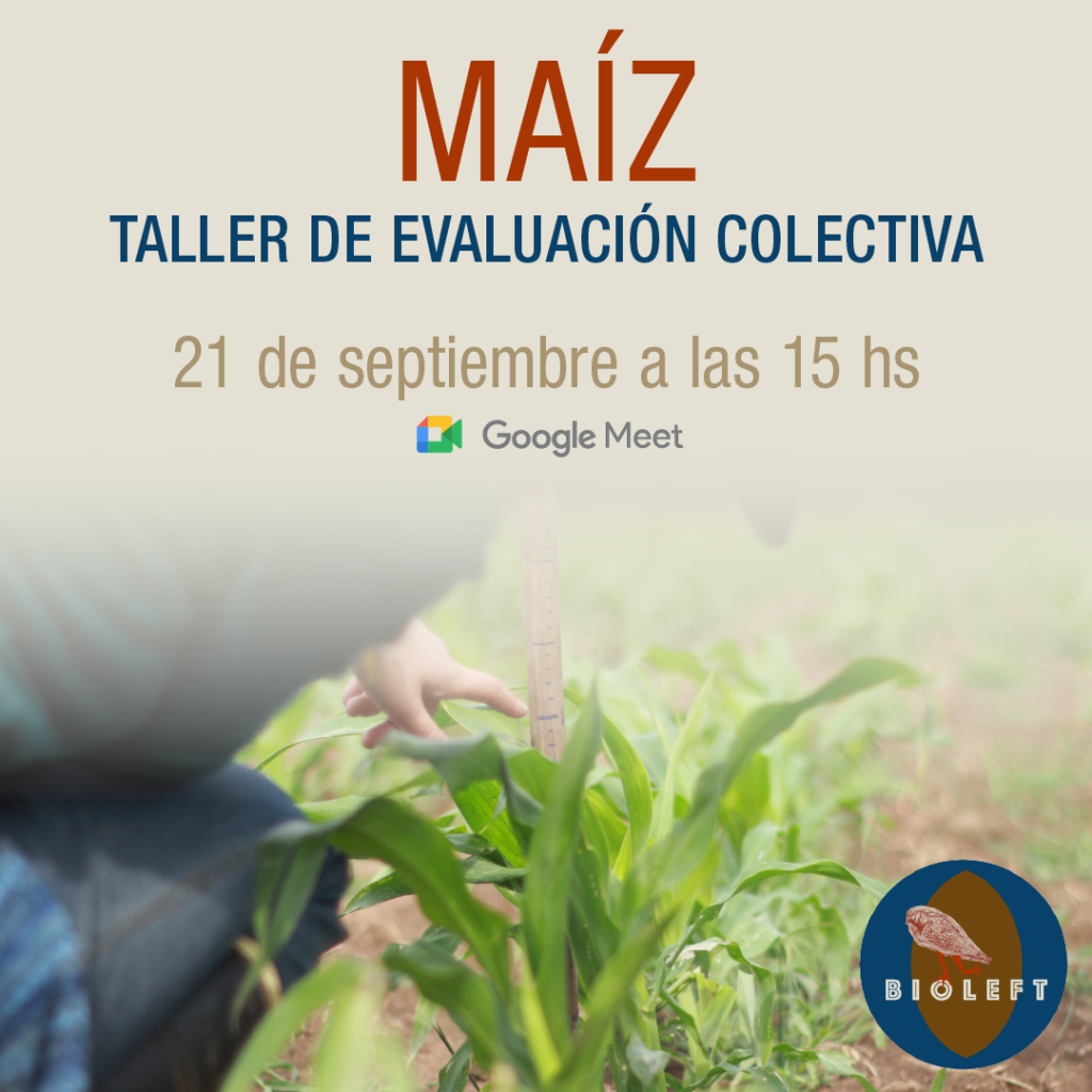 Taller de evaluación colectiva de maíz 2021-2022