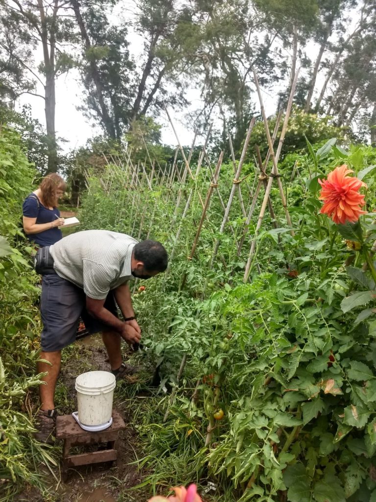 Visita a ensayo de mejoramiento de tomates criollos