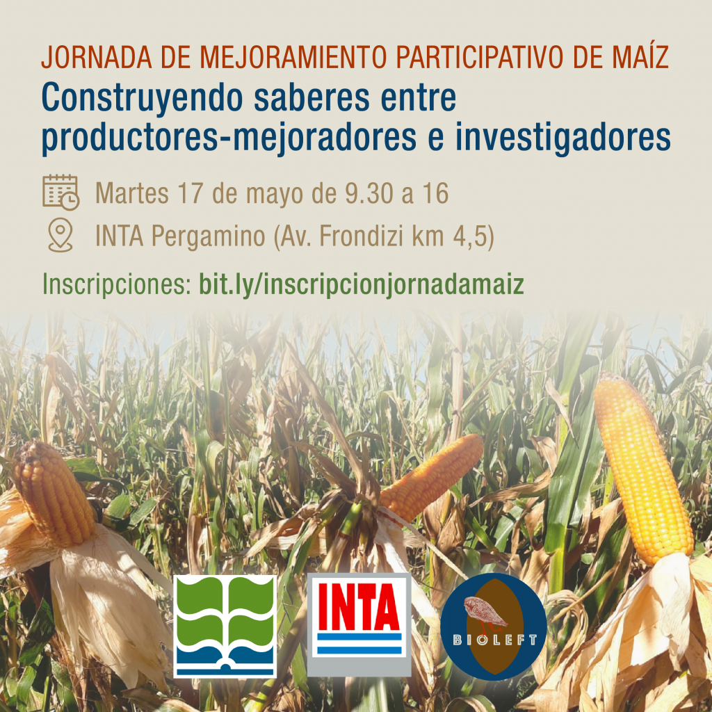 Invitación a jornada de mejoramiento participativo de maíz en INTA Pergamino