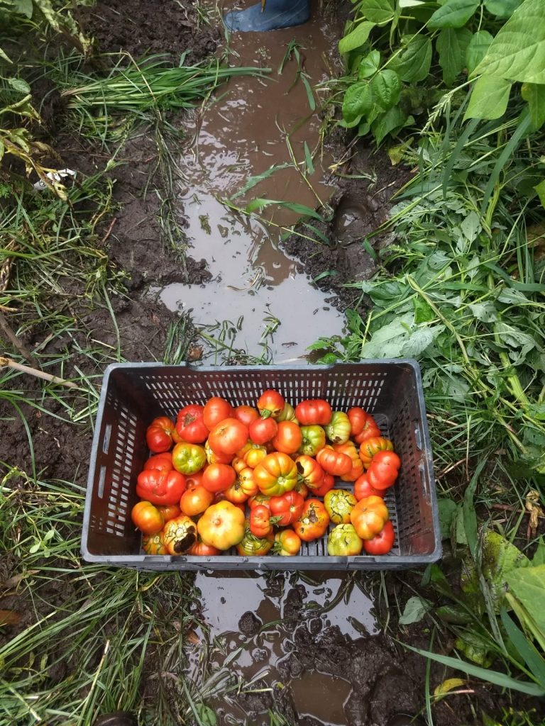 Creole tomato: conclusions of the 2021-2022 campaign