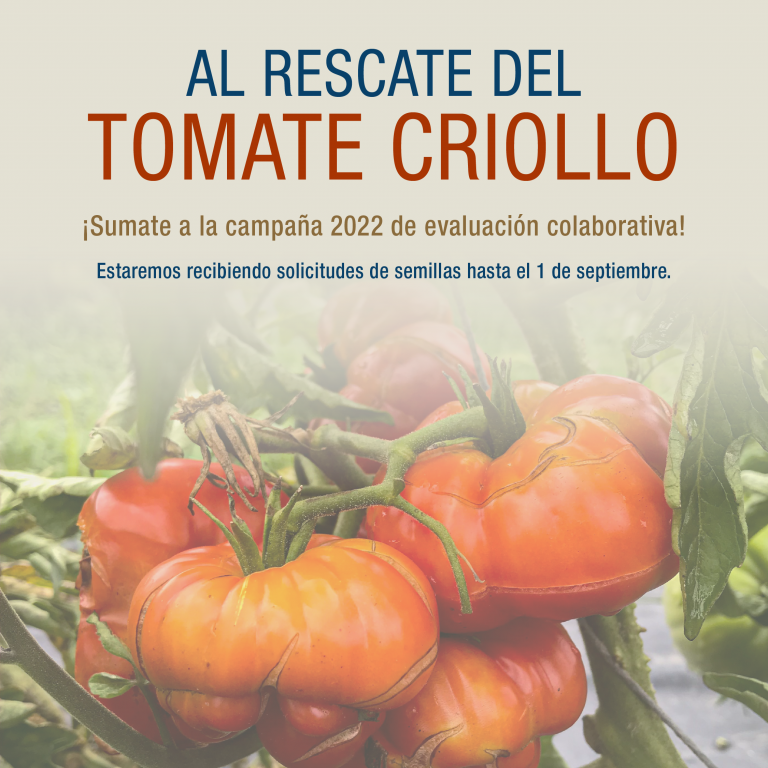 Al rescate del tomate criollo: evaluación colaborativa 2022