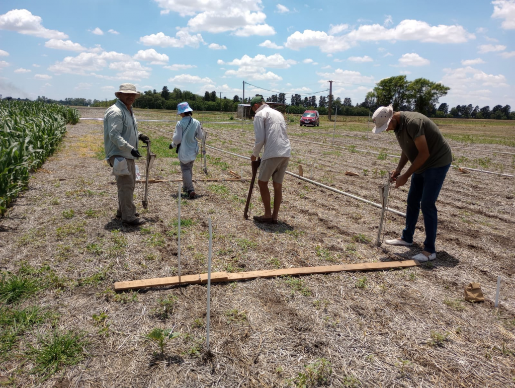 2022-2023 Participatory Maize Evaluation