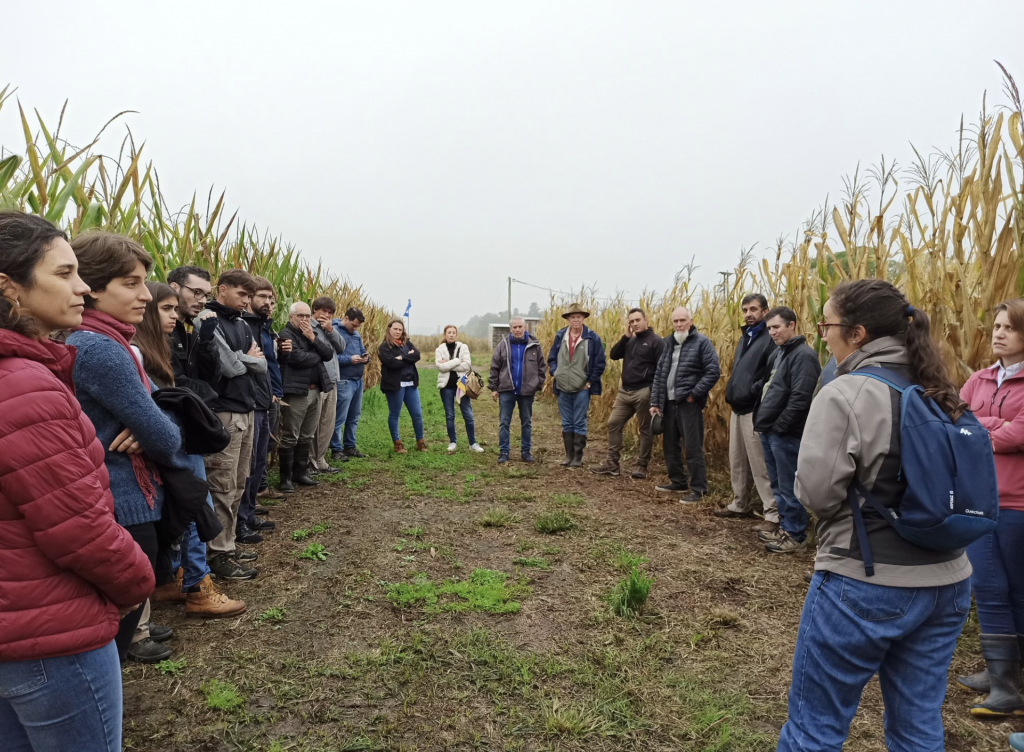 Second Working Day of Participatory Maize Breeding at INTA Pergamino