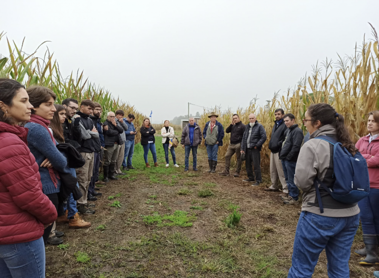 Segunda jornada de mejoramiento participativo de maíz en INTA Pergamino