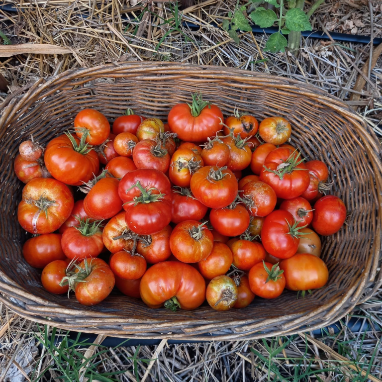 Campaña 2022-2023 de evaluación colaborativa de tomates