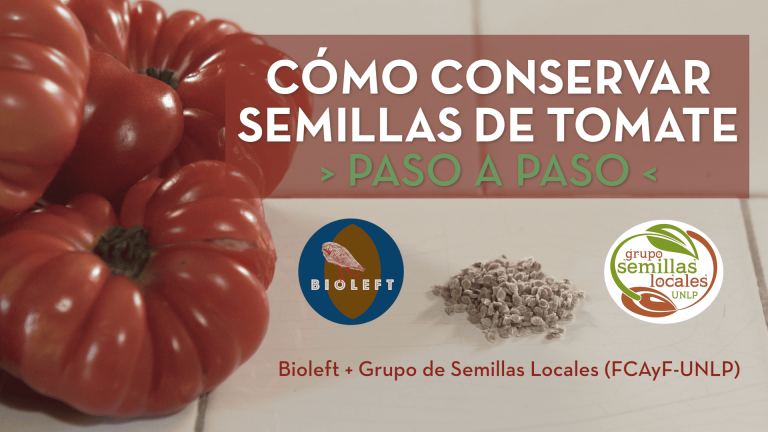 ¡Nuevo tutorial disponible! Aprendé cómo conservar semillas de tomate paso a paso