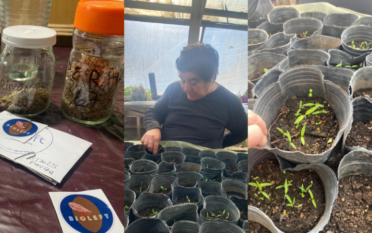 Visita a Julia, primer encuentro de la campaña de mejoramiento participativo de tomates 2025-2026.