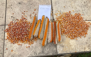 web (800 x 500 px)(11)