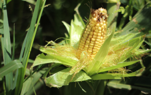 web (800 x 500 px)(18)