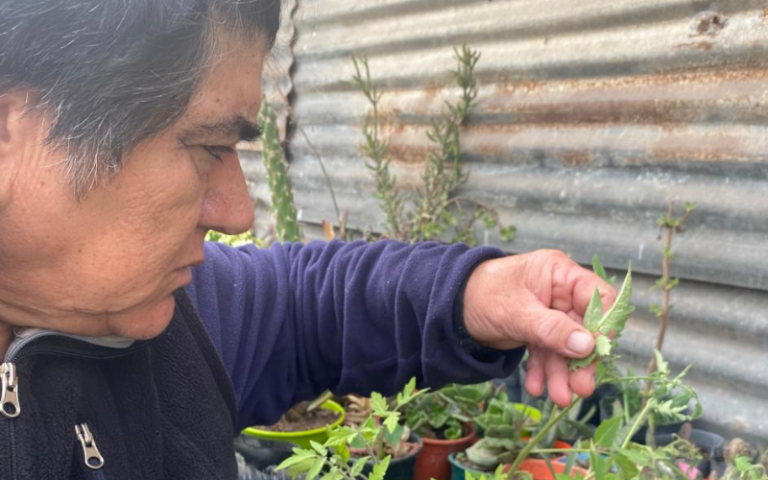 🍅 Avance y preparativos en la quinta de Julia Ríos: Foco en los cultivos estratégicos