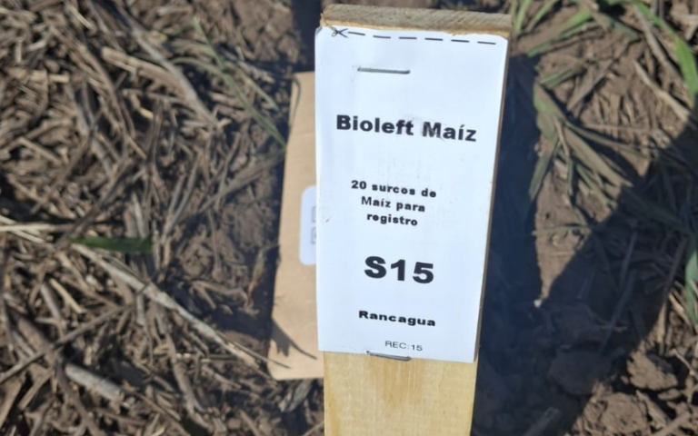 🌽 New Bioleft maize sowing! A key step toward the first open variety