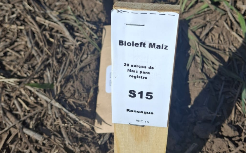 🌽 ¡Nueva siembra de maíz Bioleft! Un paso clave hacia la primera variedad abierta