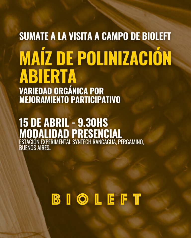 Visita a campo en Pergamino: maíz de polinización abierta 