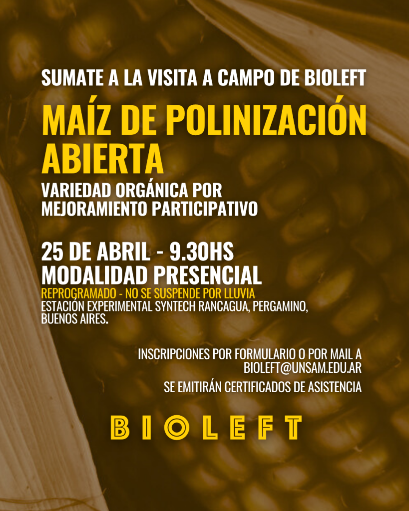 Visita a campo en Pergamino: maíz de polinización abierta 