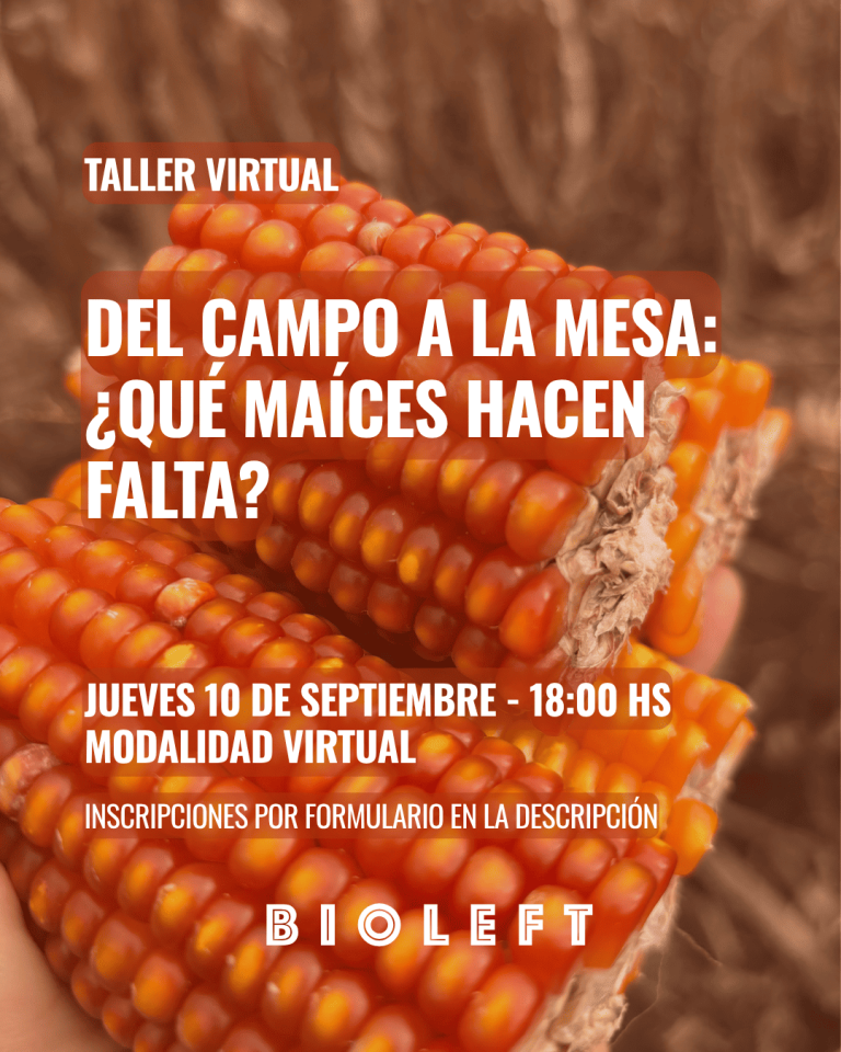 Del campo a la mesa: ¿Qué maíces hacen falta?